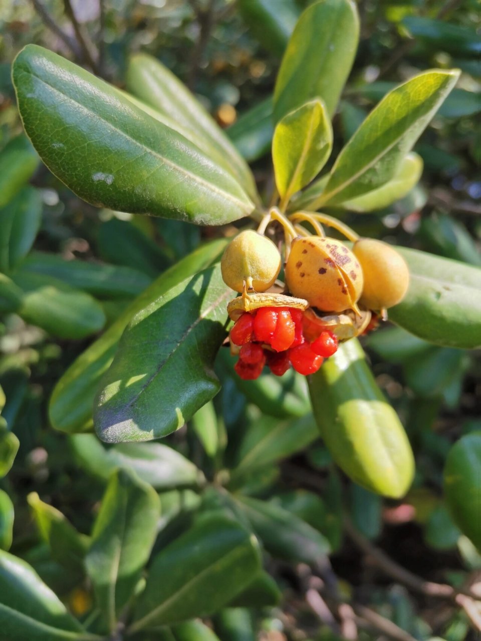 海桐果实 看到扶芳藤的果实,想到我前段时间拍的这个果实,两种果实差