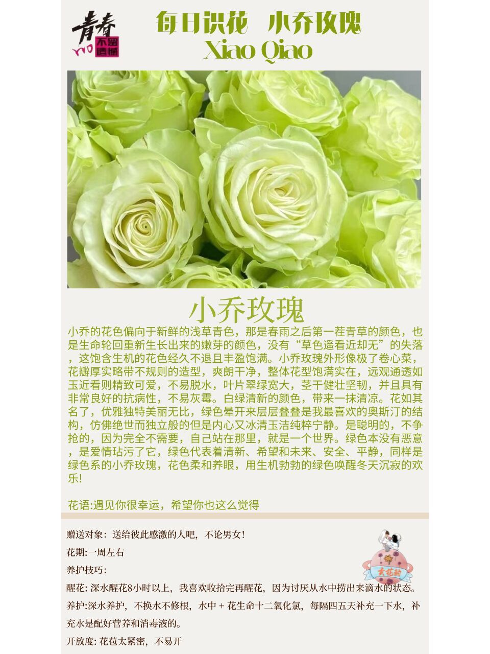 7815小乔玫瑰7815 7815小乔的花色偏向于新鲜的浅草青色