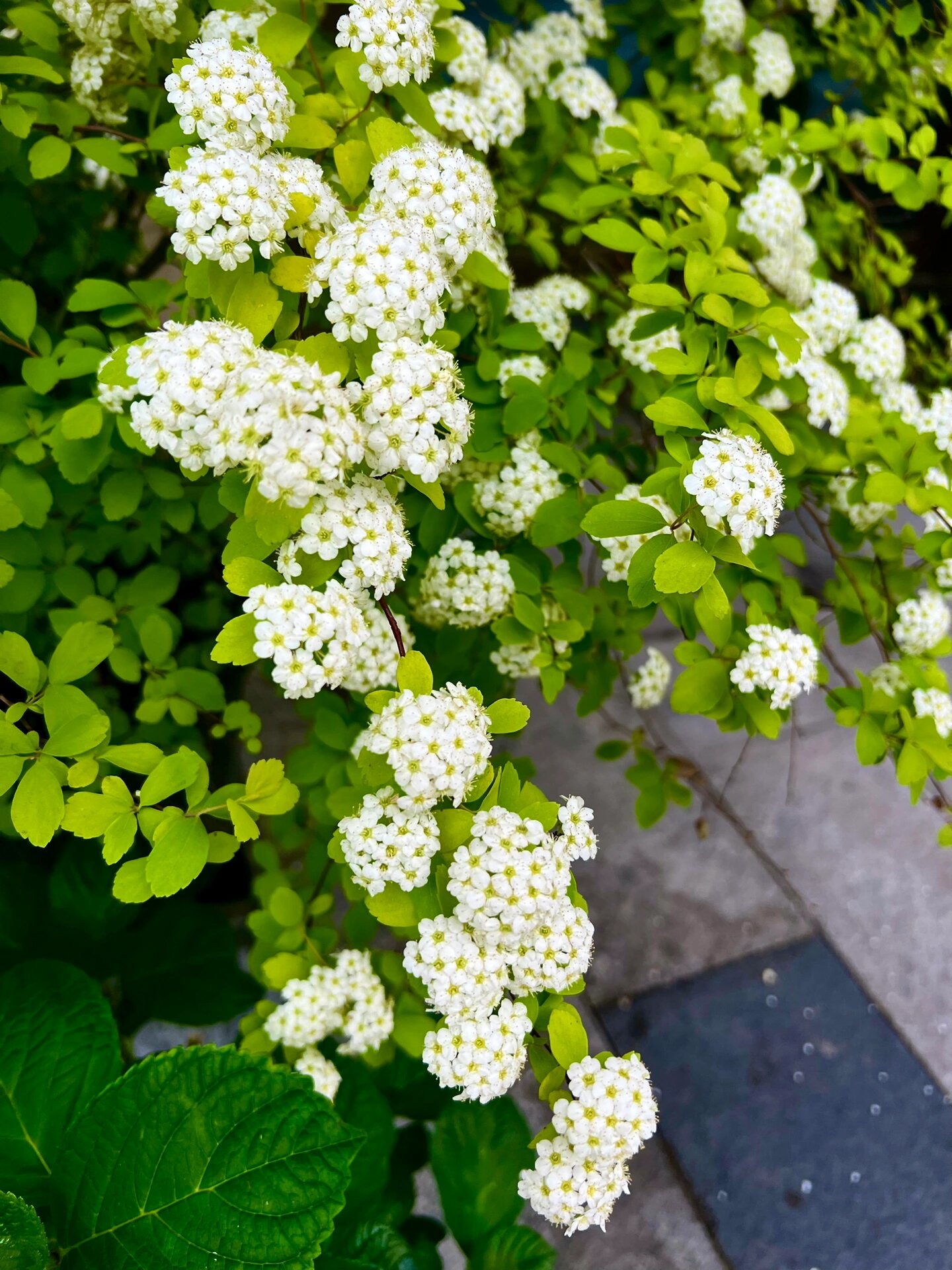 柳叶绣线菊 一看就让人喜欢的绣线菊,你们喜欢吗?