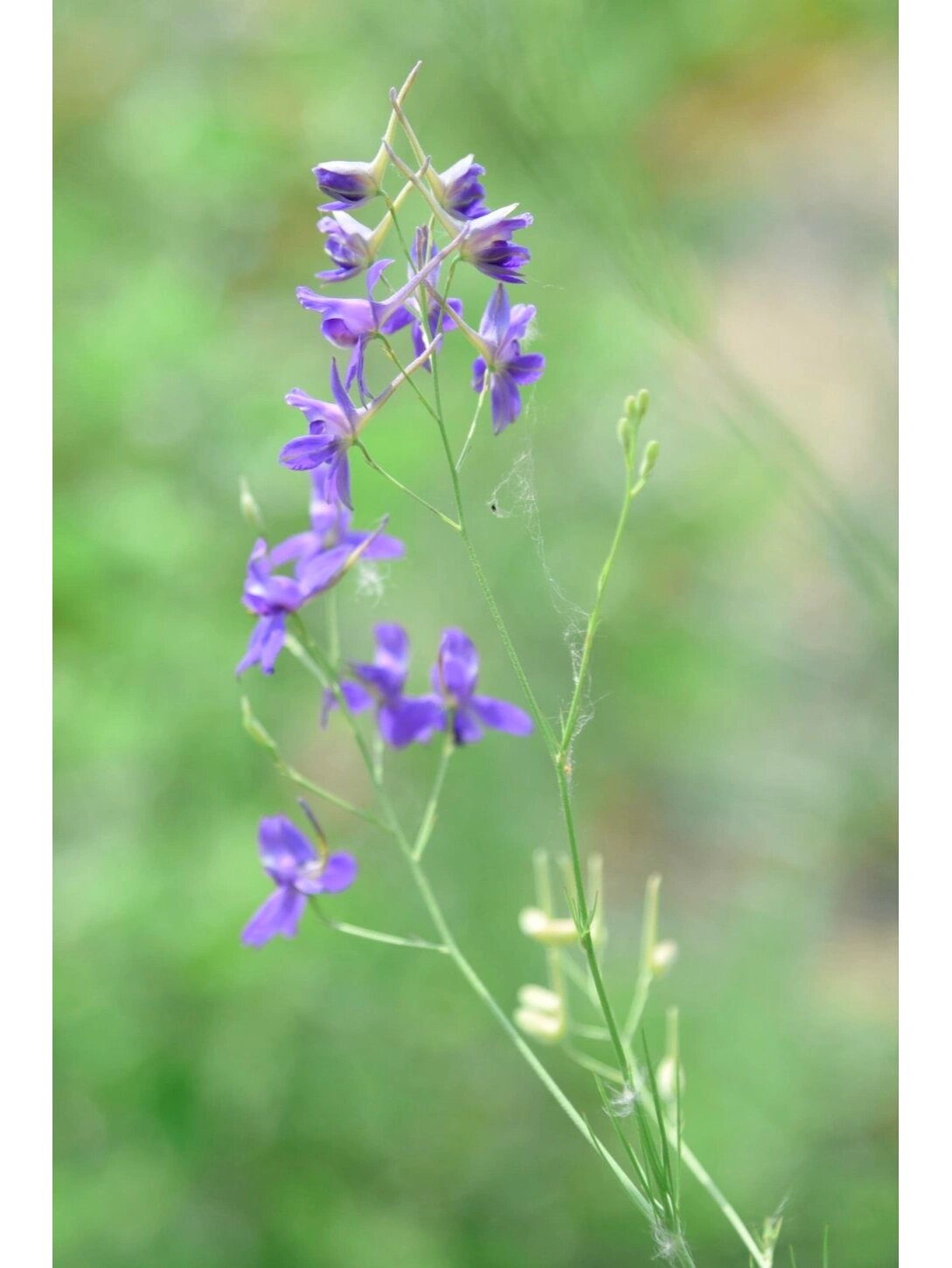 翠雀花花语图片