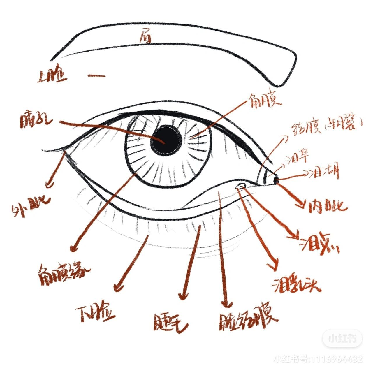 眼部各部位名称图解图片