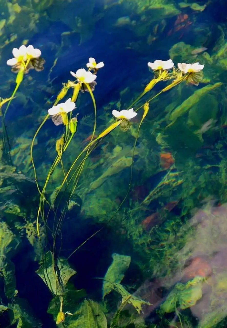 云南菜尝鲜|大理洱海海菜花,又名水性杨花
