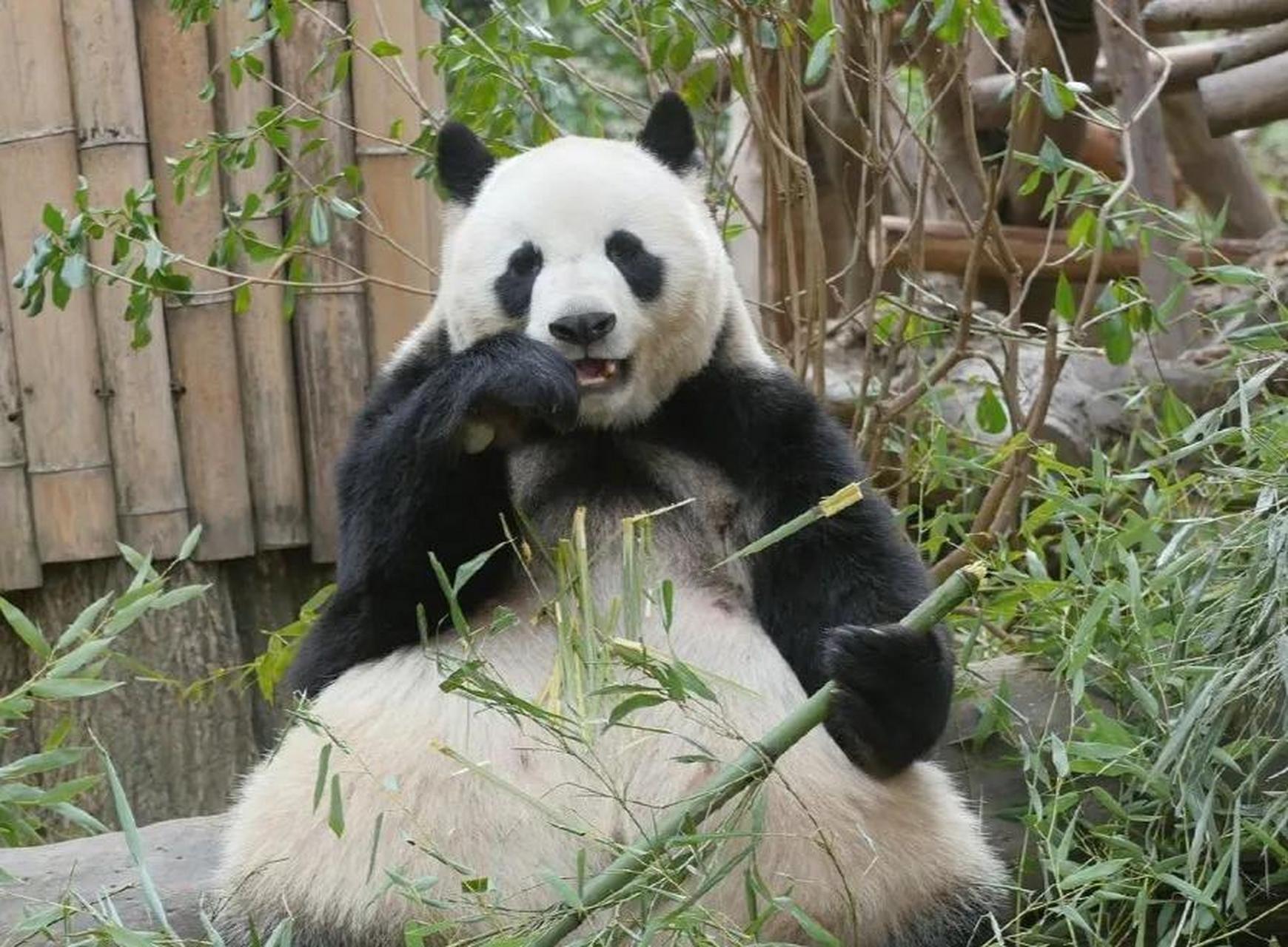 大熊猫美兰有一个漂亮的妻子,它的名字叫做绩丽.