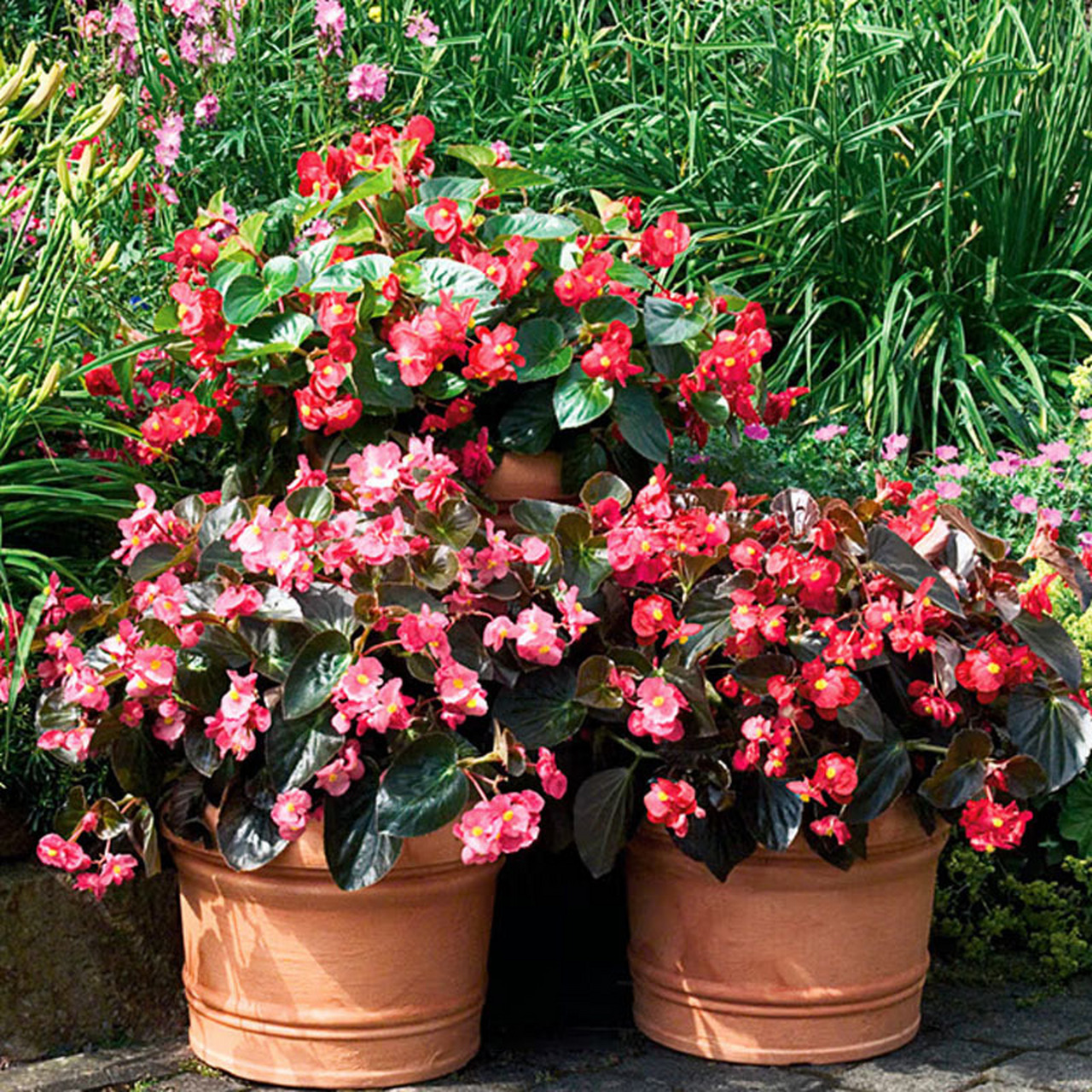 大花海棠 花色亮艳 花朵大 海棠花里的爱马仕,花期超长.