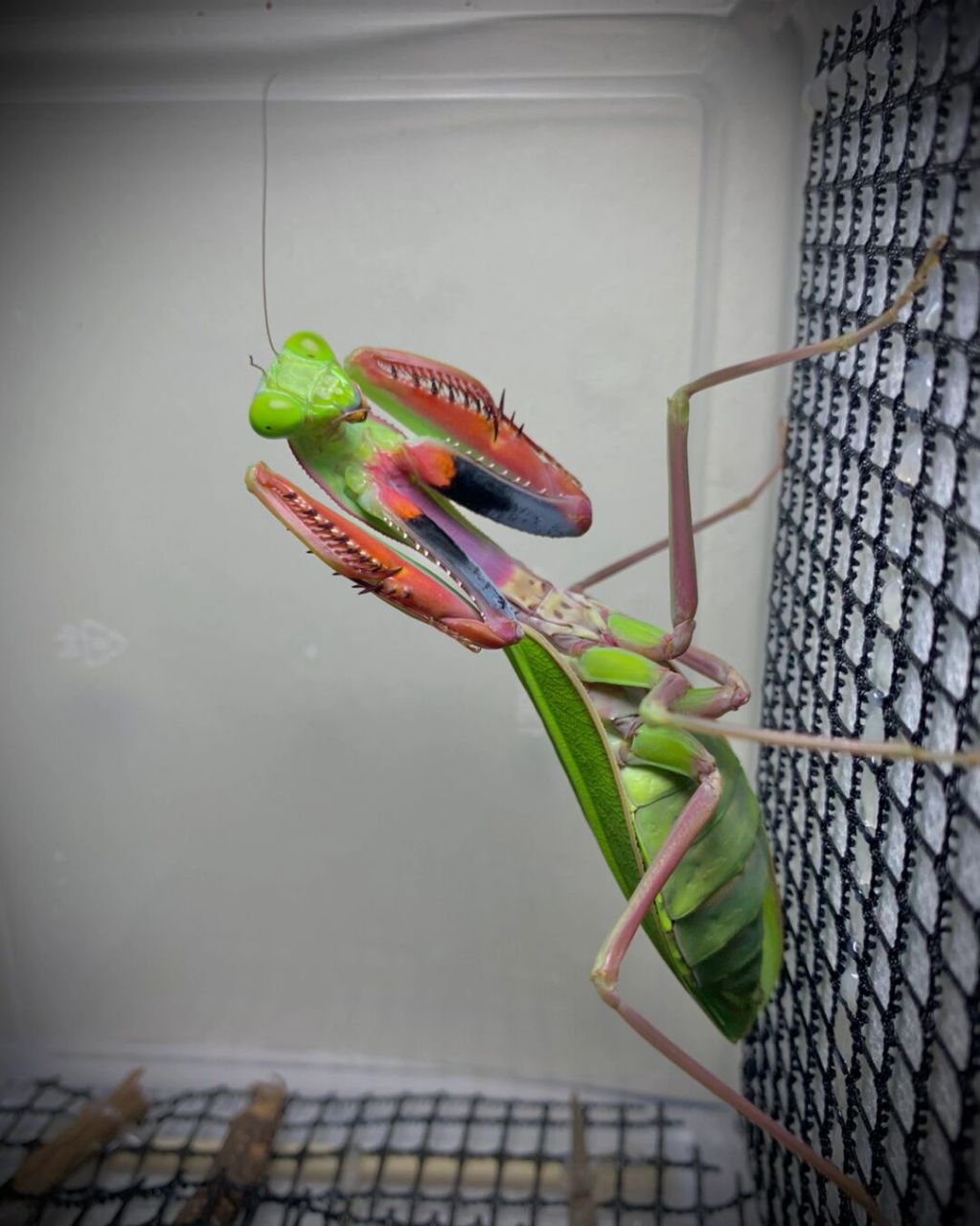 澳洲斧螳威吓～ 羽化后第一次威吓,展示一下血刃[爱你]#螳螂# #螳螂