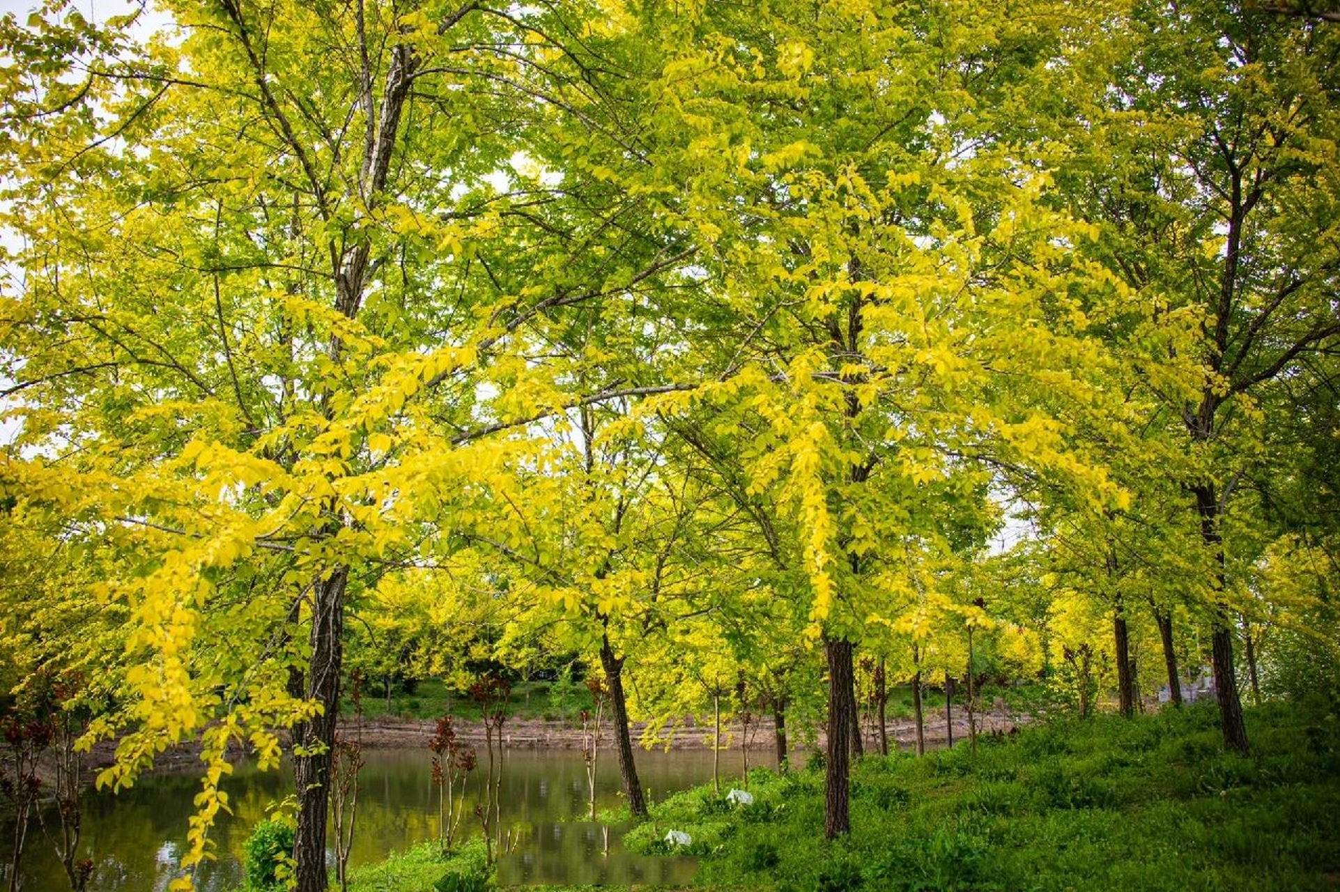 榆树有很多种,而金钱榆的叶子虽然和普通榆