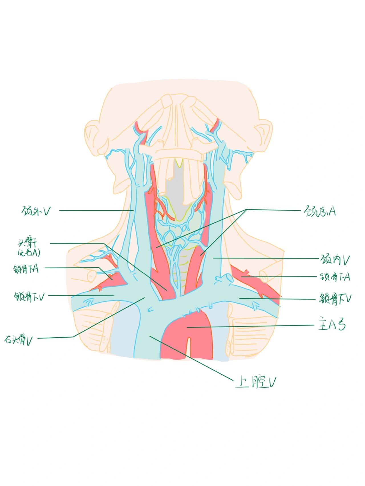 颈部血管示意图图片