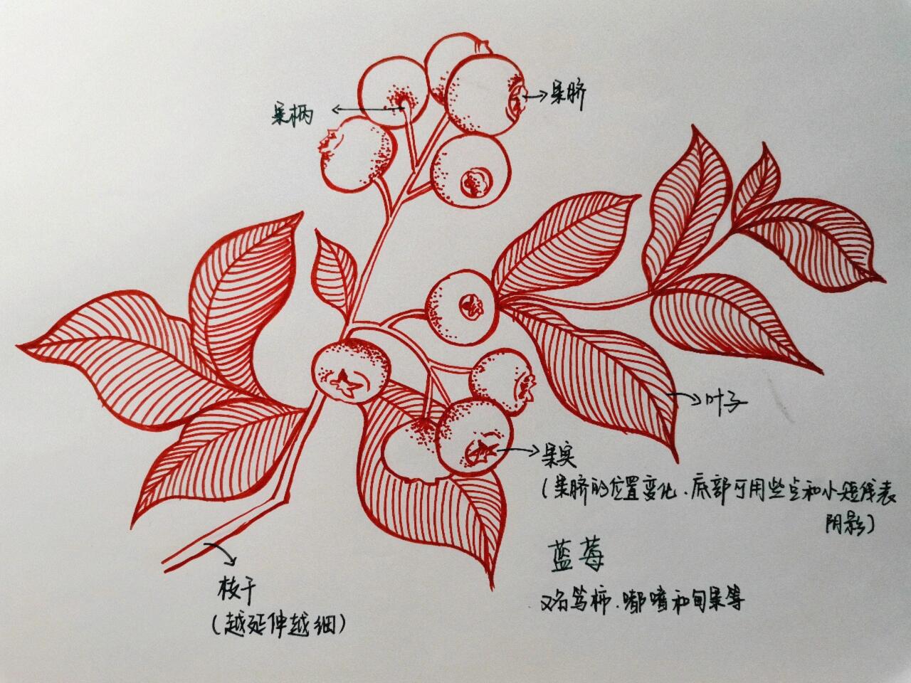 蓝莓绘画步骤图