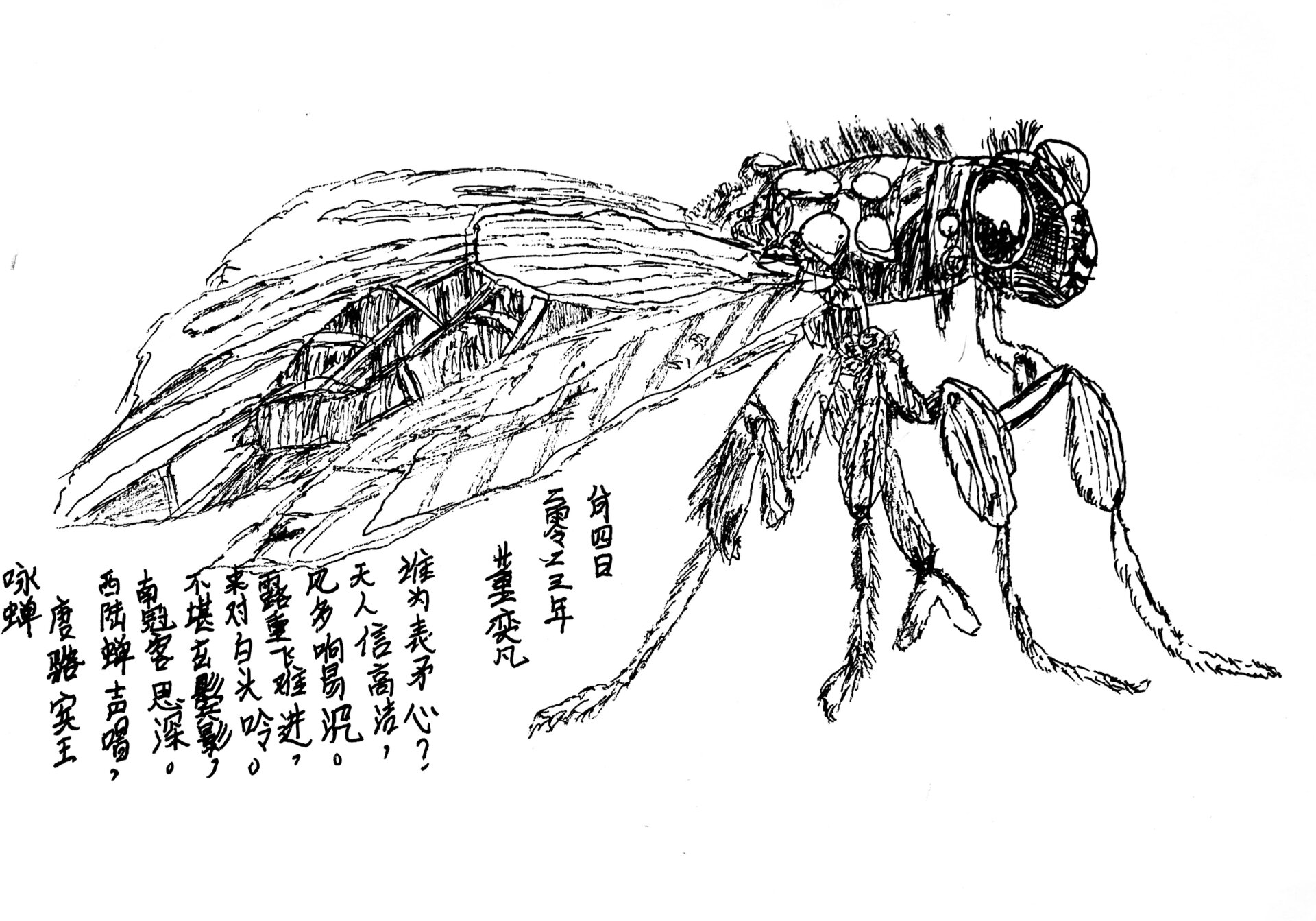 线描写生《蝉》