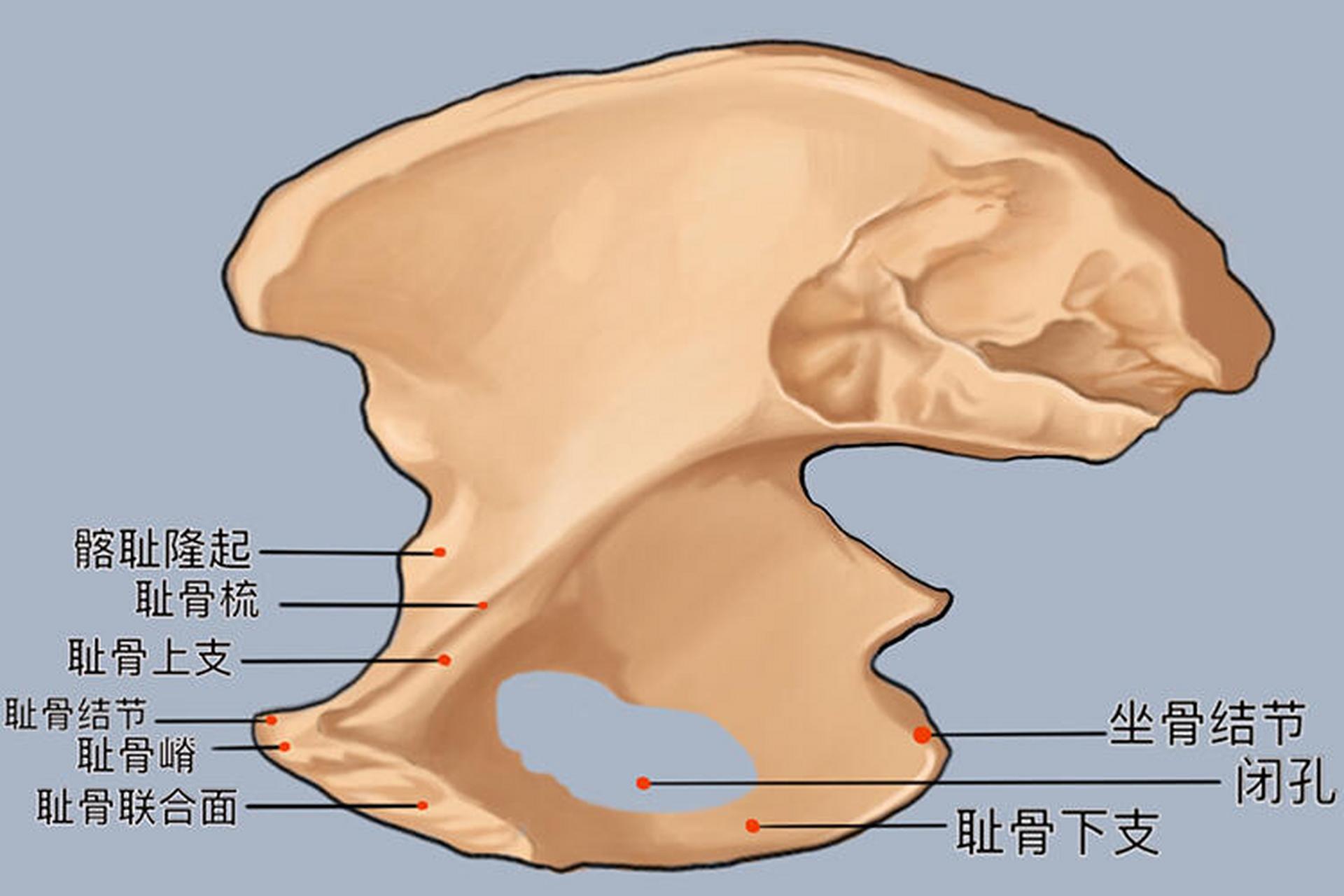 耻骨间盘图片