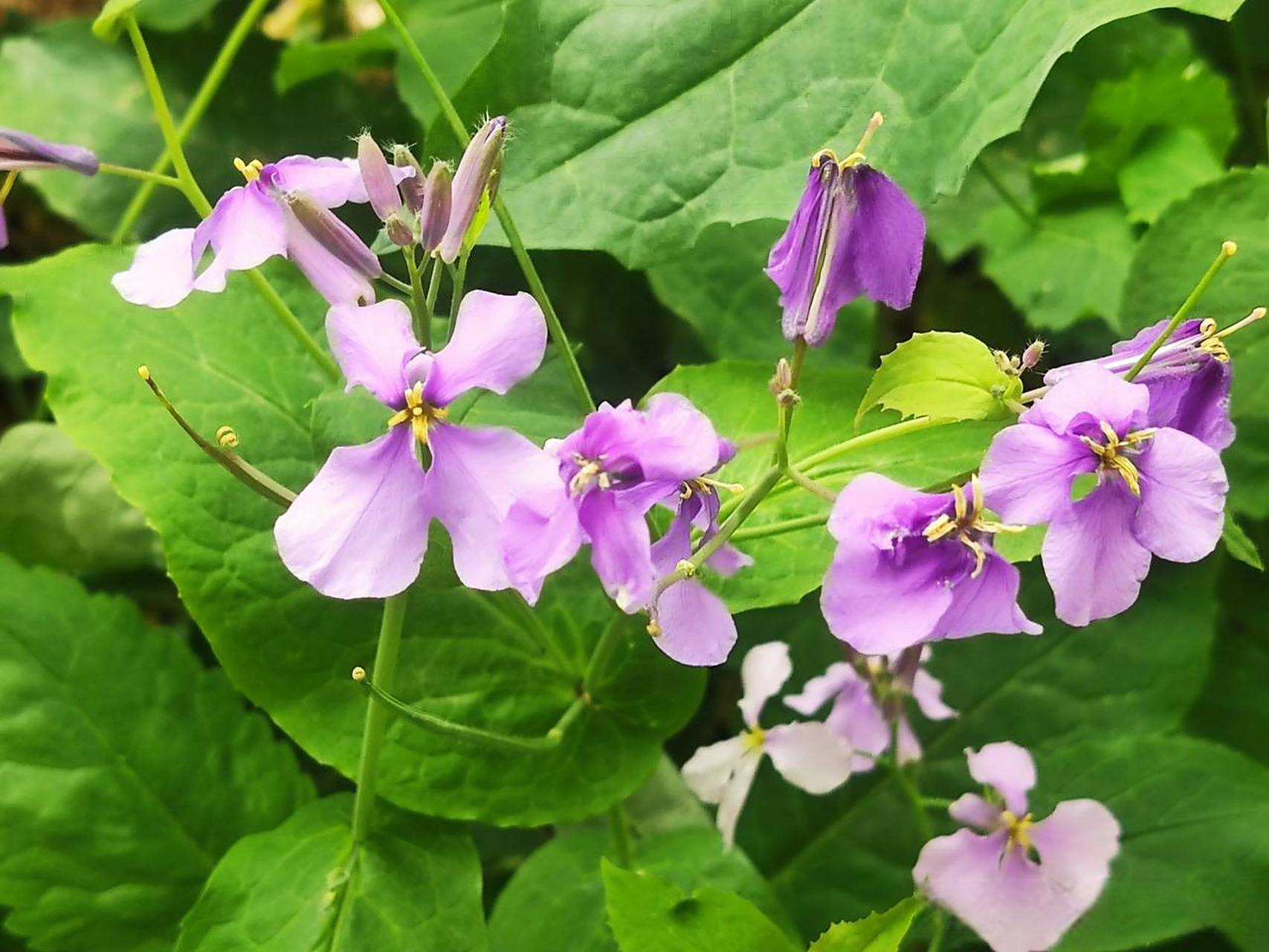 二月兰是极普通的野花,也叫诸葛菜,荒年时可以度饥荒.