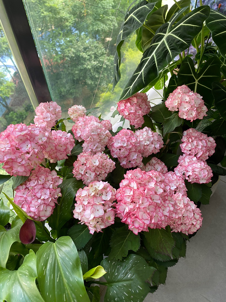 塞布丽娜绣球 塞布丽娜绣球,花园颜值担当 蕾丝边,属于绣球里面,皮实