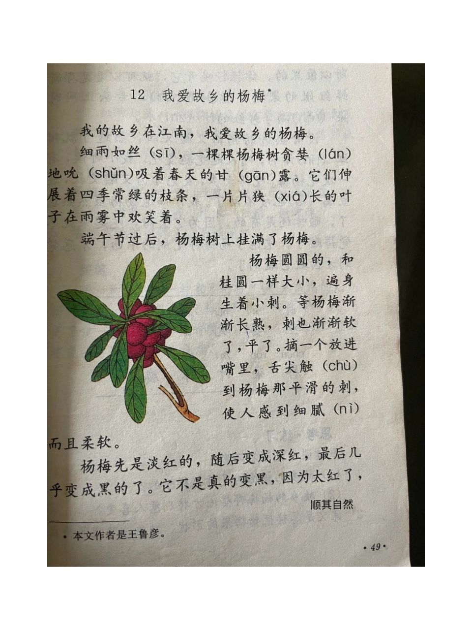 我爱故乡的杨梅 小时候读到这篇文章会想着杨梅酸甜的味道流哈喇子