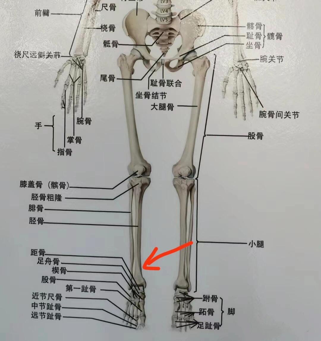 腿胫骨位置的图示图片