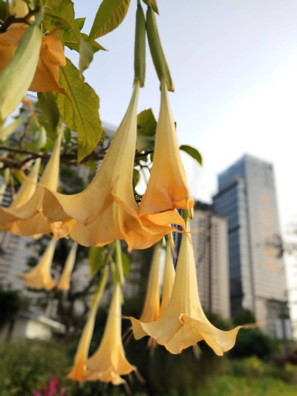 木本曼陀罗94 别称:大花曼陀罗,曼陀罗木,树曼陀罗等.