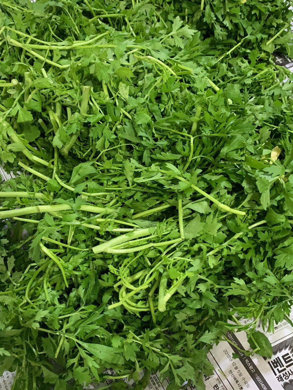 朝鲜族咸菜(泡菜)之樱菜 坐标 韩国9693 突然很想吃樱菜 让哥哥在