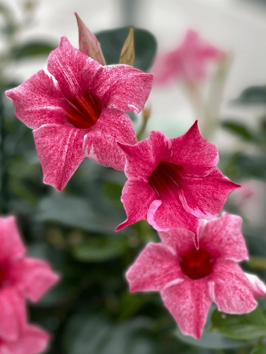 品种| 飘香藤 sundaville03 flamingo 中文名:飘香藤,又名双腺藤