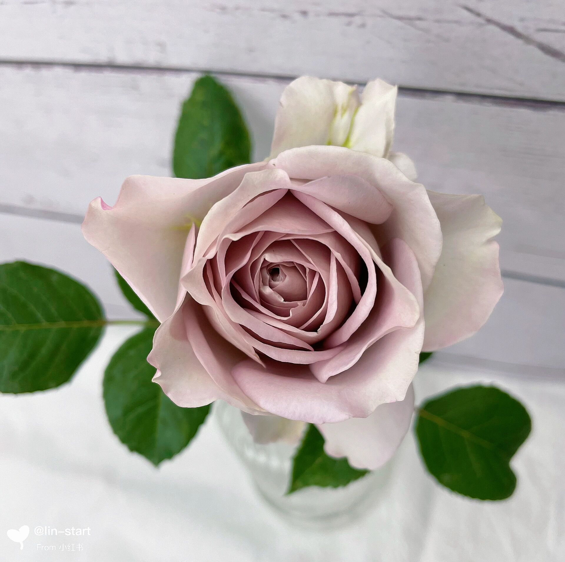 慈善月季  高级复古色切花