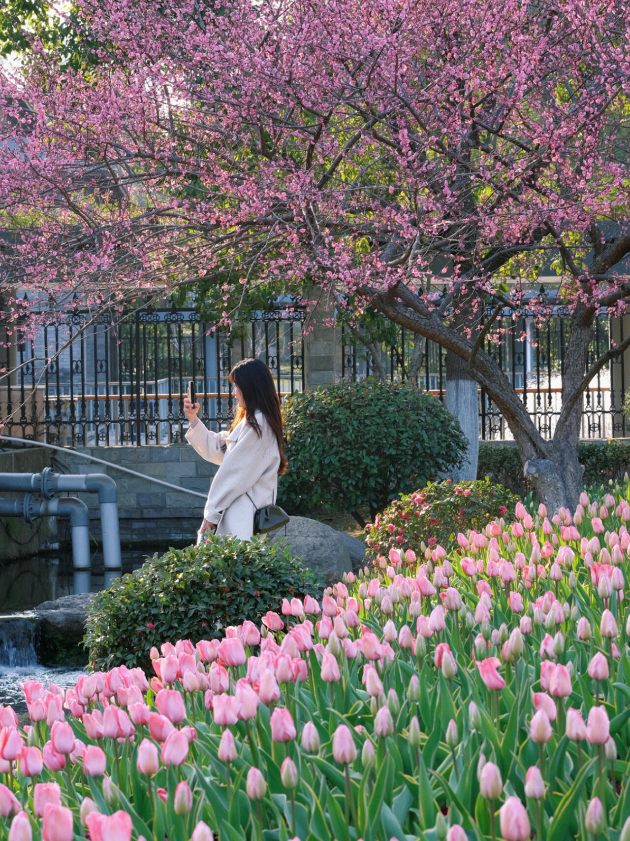 宁波日湖公园|郁金香 梅花 风车小溪流太美