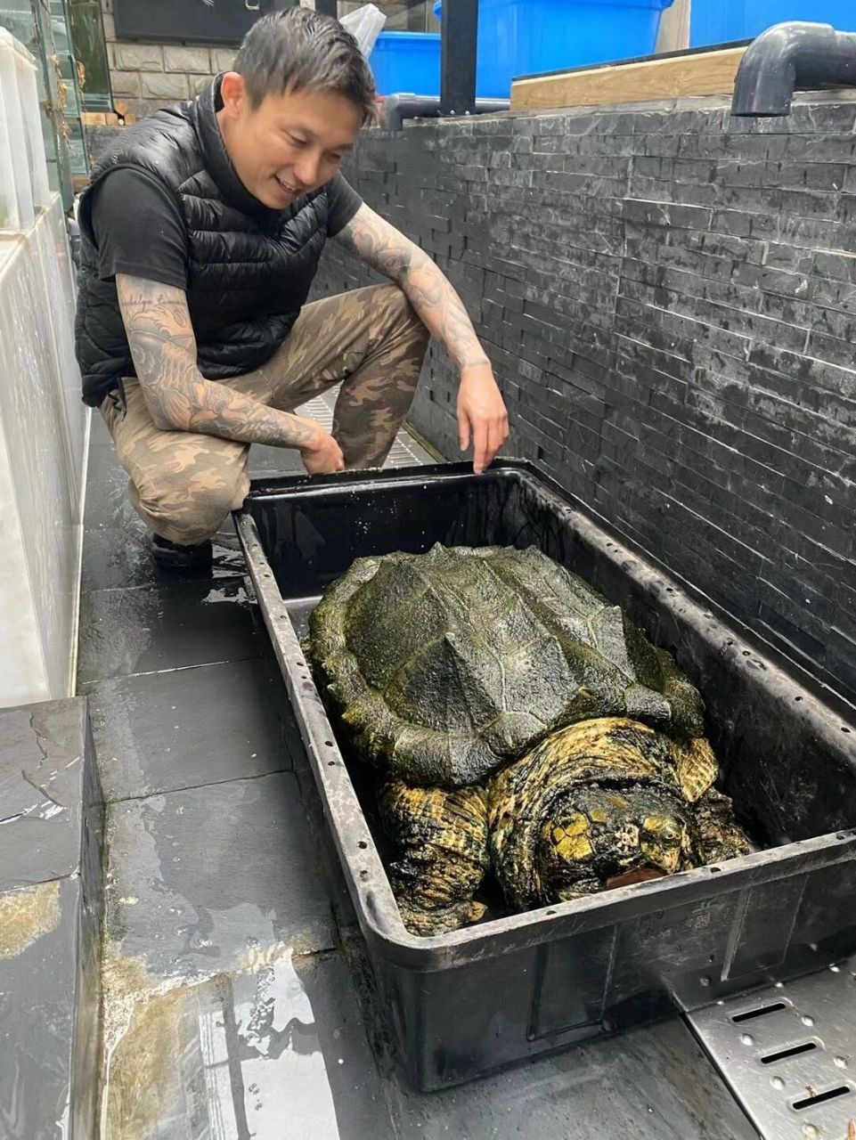 国内最大的变异原种大鳄龟——抹布