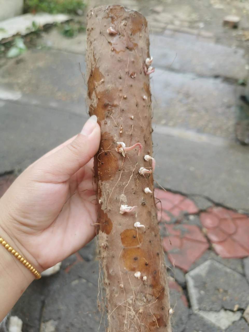 山药发芽了还能吃吗?  山药发芽了还能吃吗?