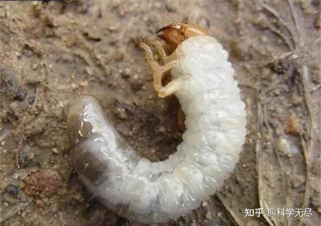 红薯地里的蛴螬怎么防治