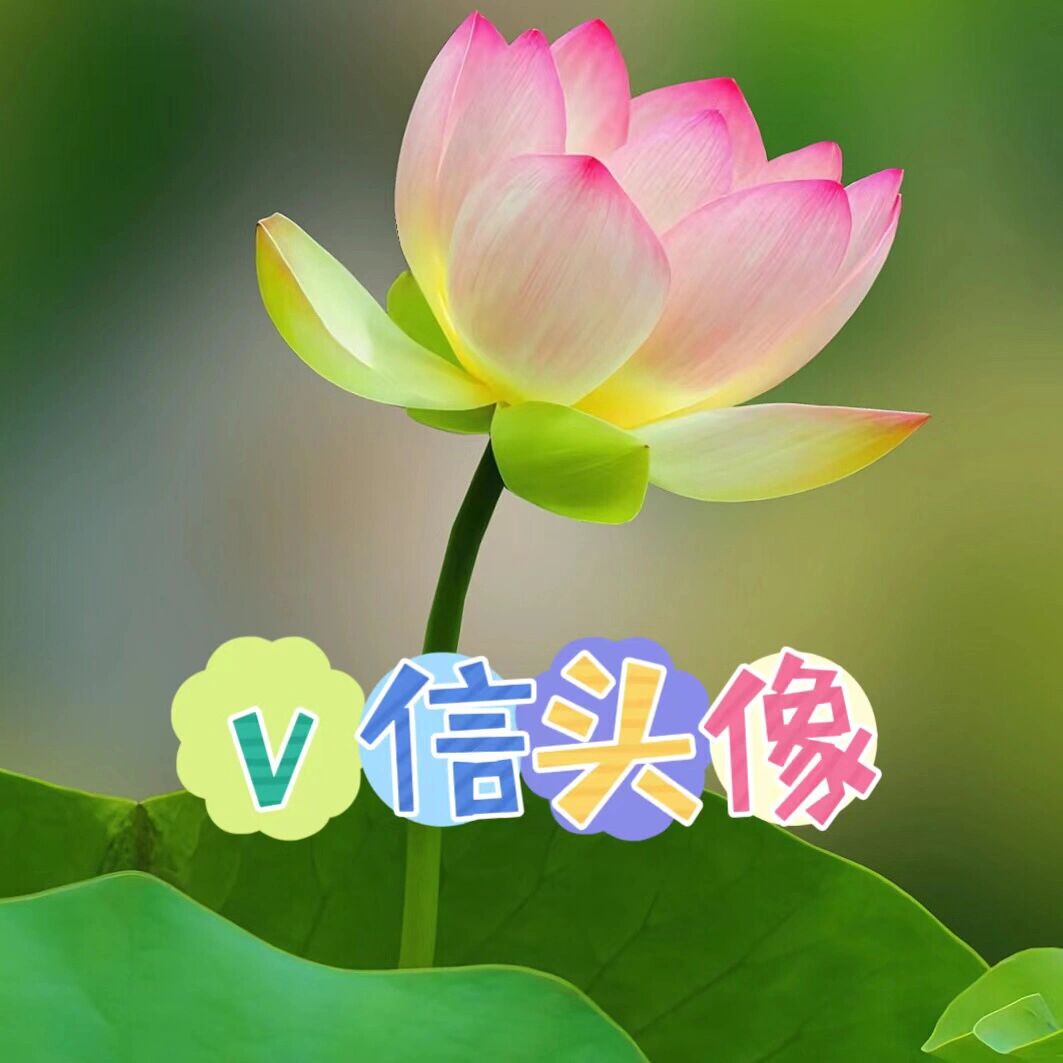 不喜欢用人物做头像的女生可以选荷花图片 荷花也是莲花,寓意连年有余