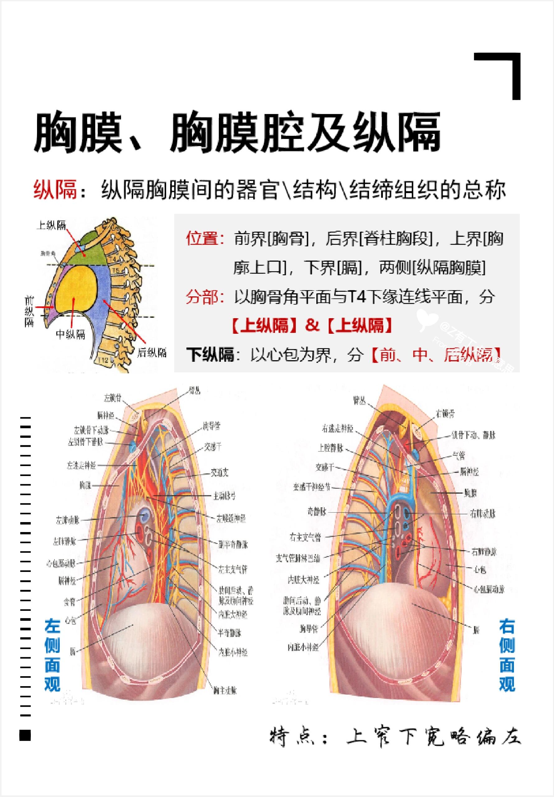 🌈 胸膜腔  胸膜的脏壁两层在肺根处相互转折移行所形成的一个