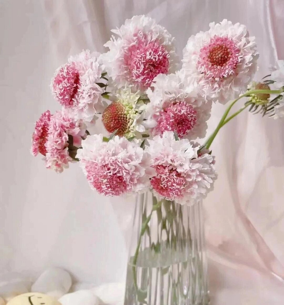 松虫草 松虫草 97名称:松虫草,别称:轮锋菊,蓝盆花 97花语:梦想