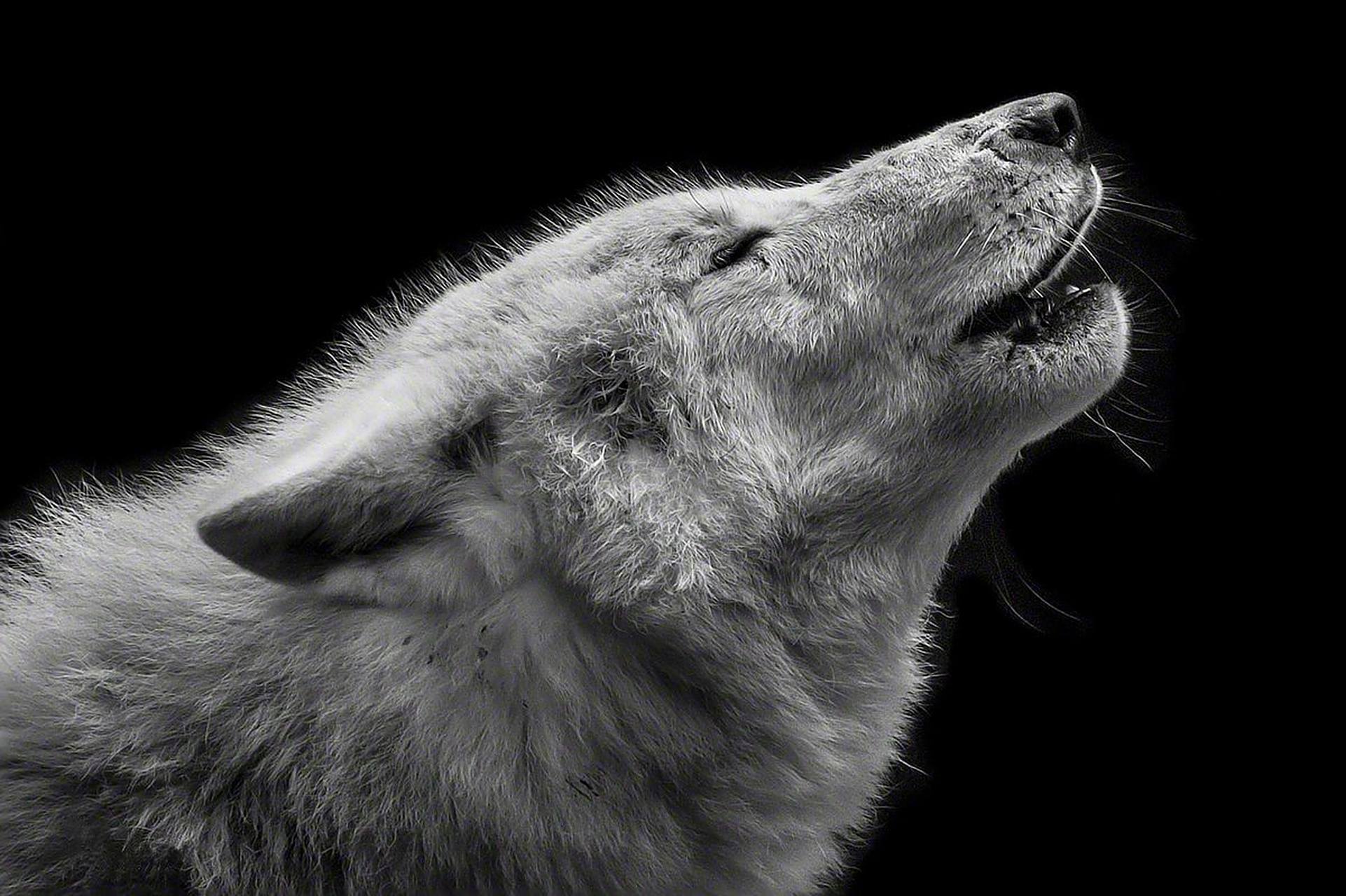 动物素材分享|北极狼 之前有粉丝留言说发些狼的图片,那就来一波.