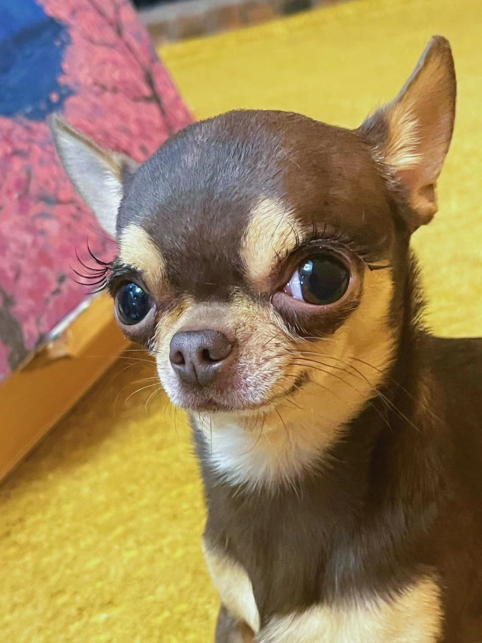 很像趁妈妈不在家偷偷化妆还自拍被发现吉娃娃 卡姿兰大眼睛