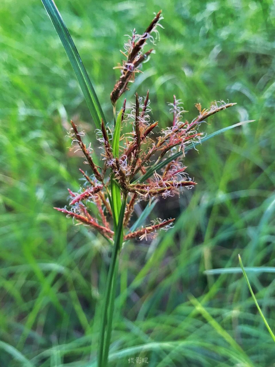 根茎横生,细长,末端生灰黑色,椭圆形,具有香气的块茎(即香附).