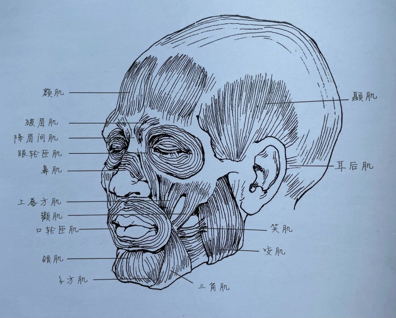 速写头部骨骼和肌肉 美术人物速写