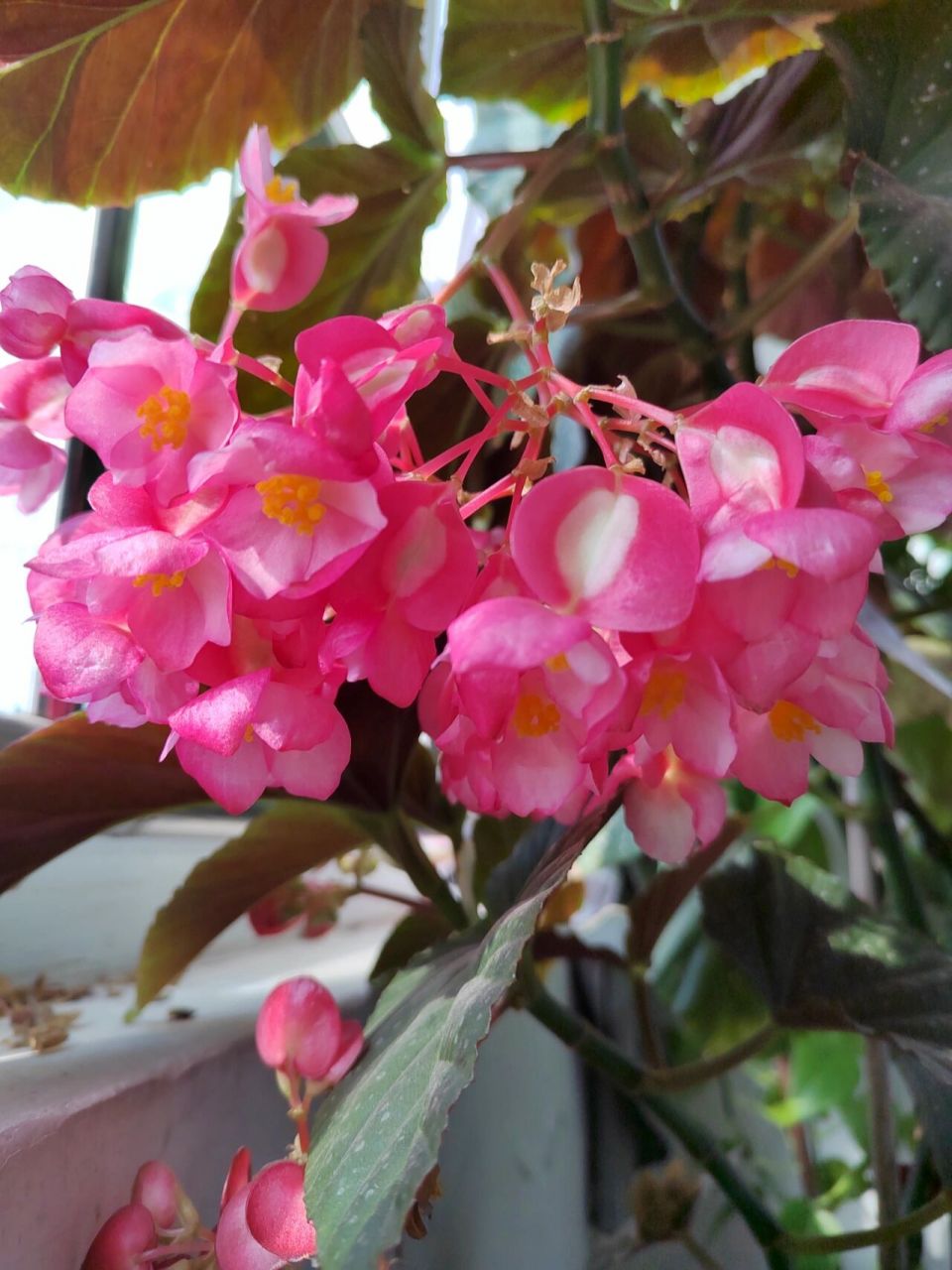 斑叶竹节秋海棠 斑叶竹节秋海棠(学名:begonia maculata raddi)秋海棠