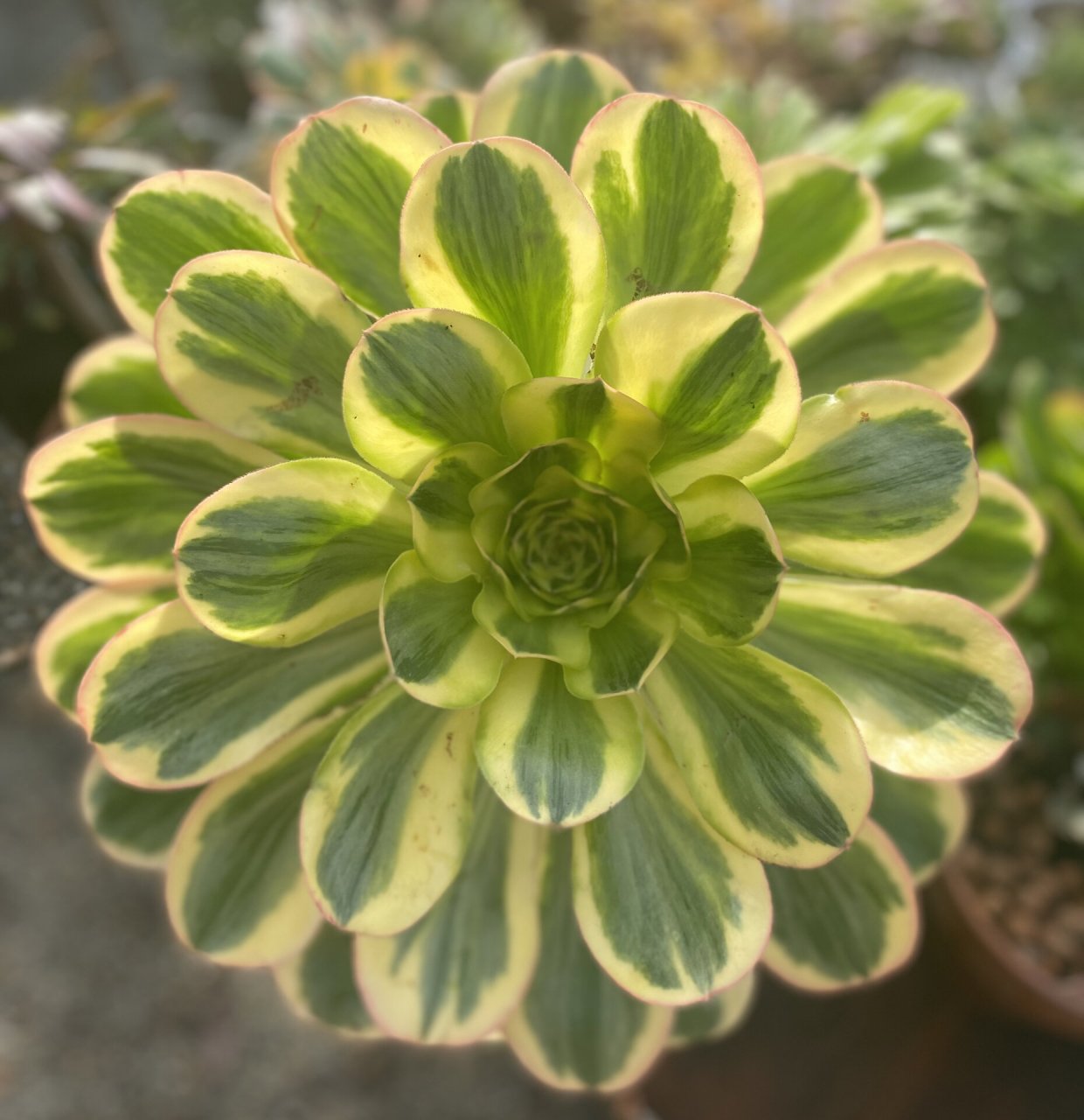 在湾区近期几场丰沛雨水的滋润下,娇艳美丽的法师艳姿锦迅速的成长,一