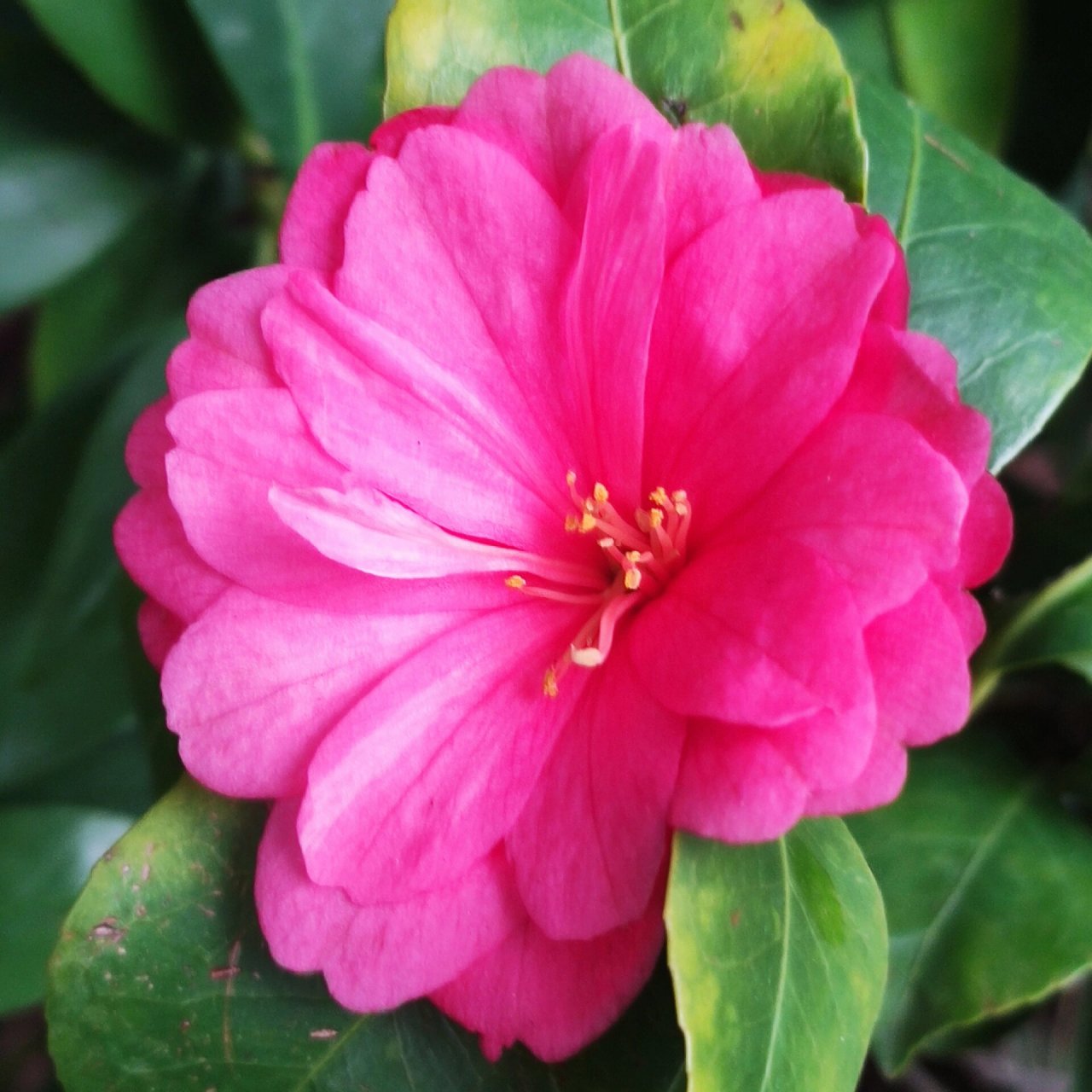 山茶花|夏梦小旋 夏梦衍平,夏梦如意…… 是杜鹃红山茶×花牡丹的选育