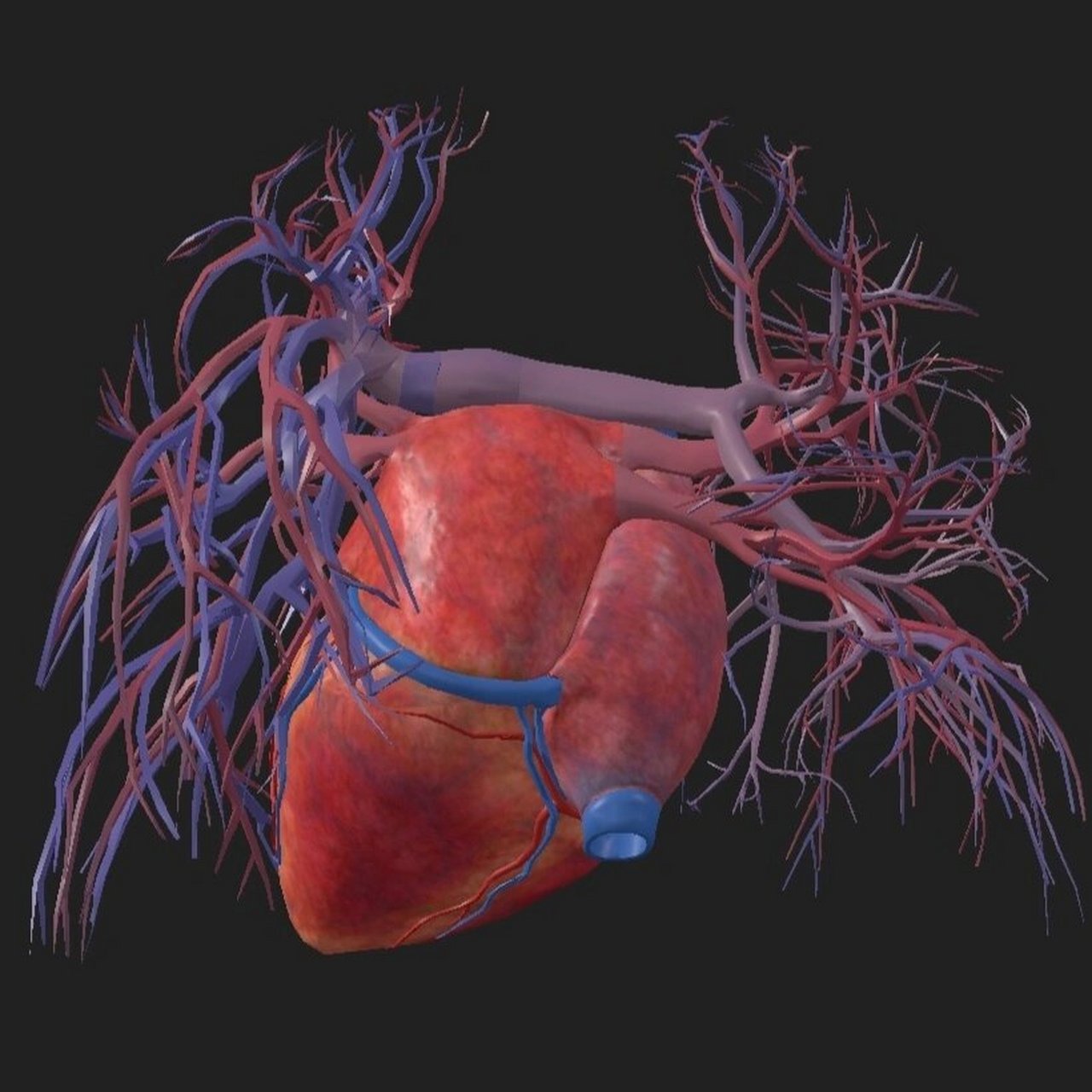 考研/运动解剖/房室交点 位于冠状沟,后室间沟与房间沟汇合处,是左,右