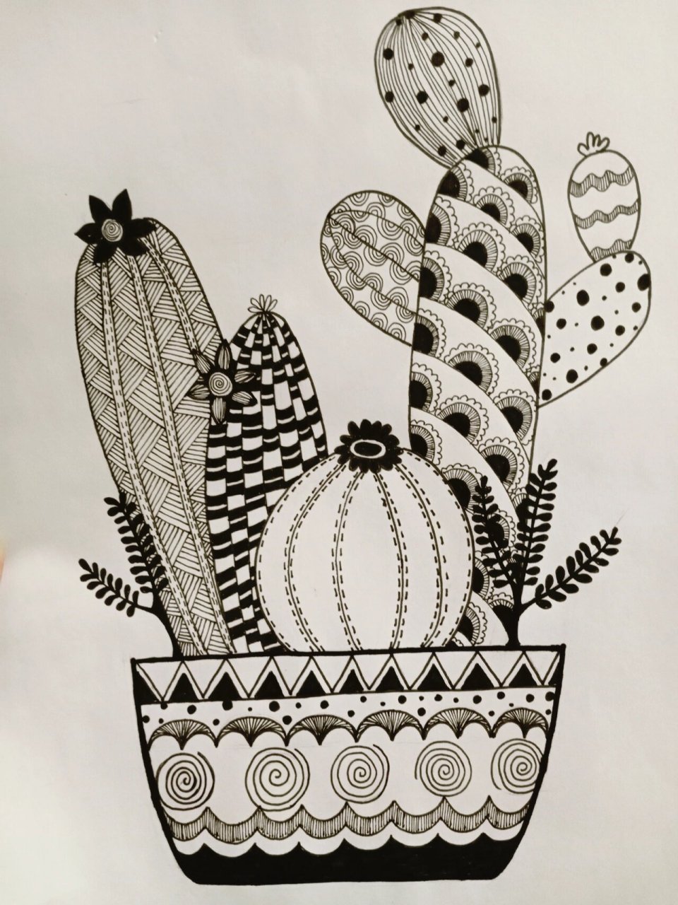 《仙人球》线描画绘画过程