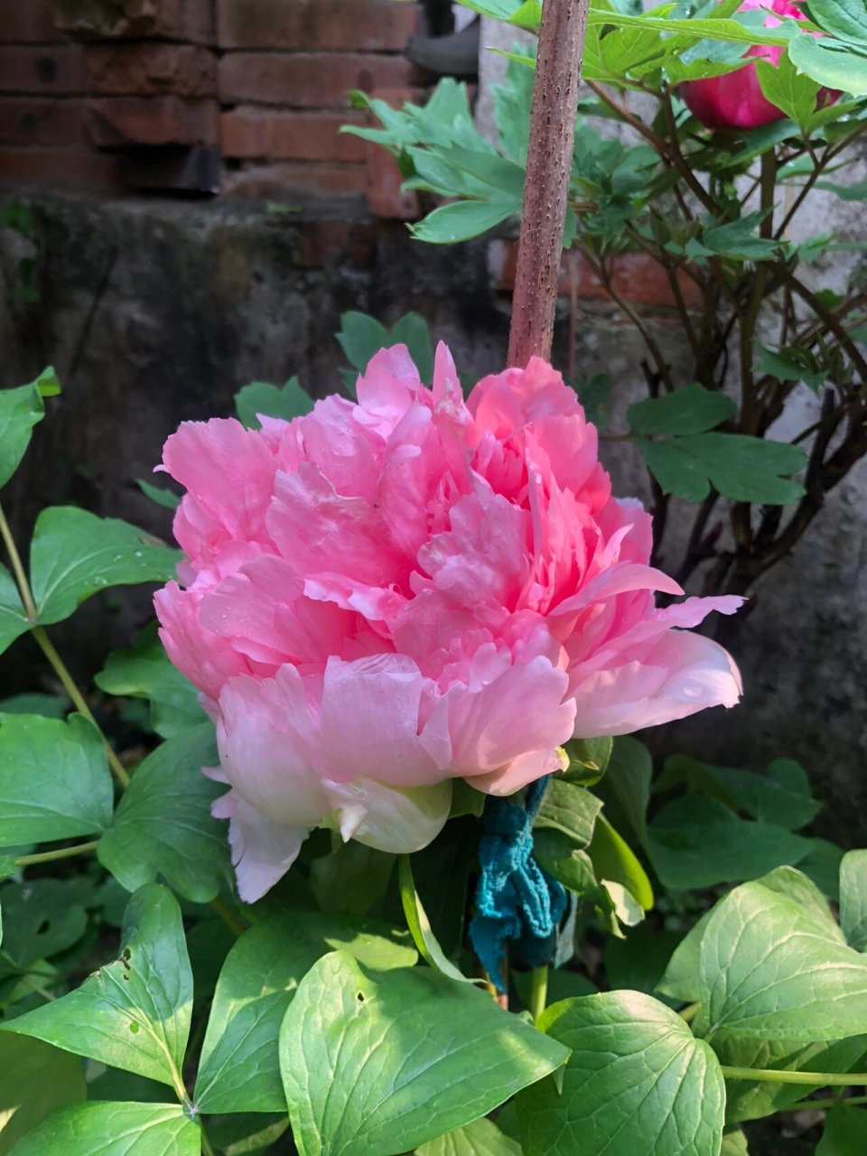 牡丹仙桃 春天总是美好的,各种花朵都绽放,牡丹仙桃,花大,起楼高,雍容