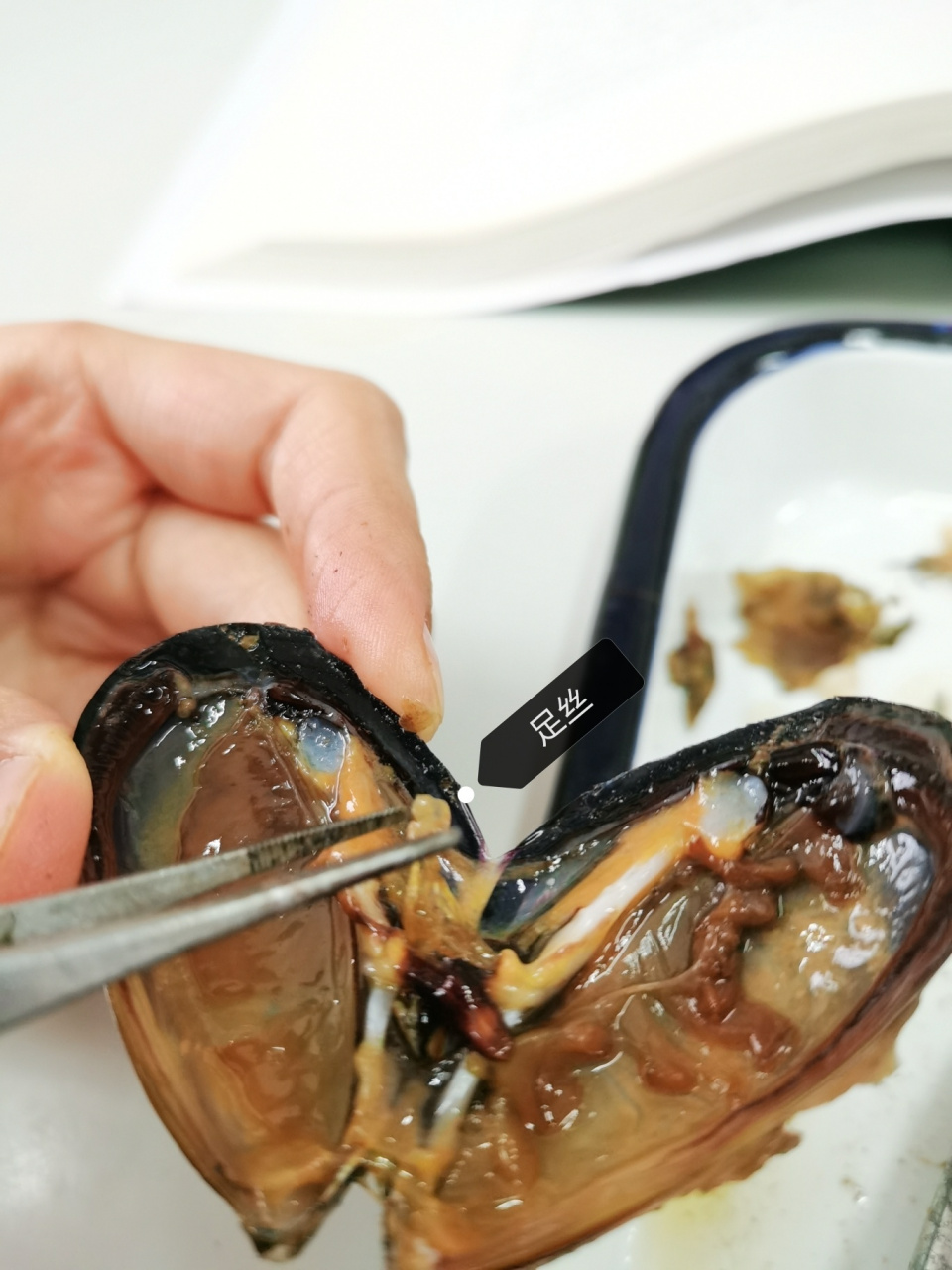 解剖紫贻贝,栉孔扇贝