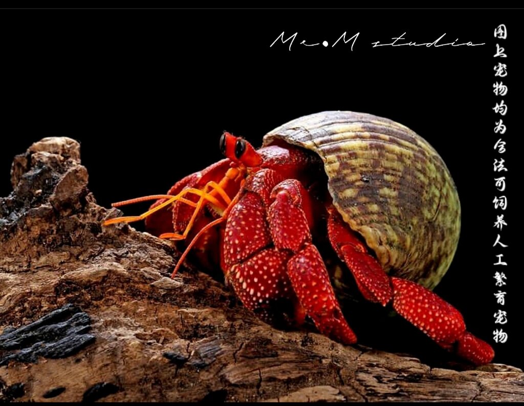 呆萌省心的小朋友宠物 草莓寄居蟹6015