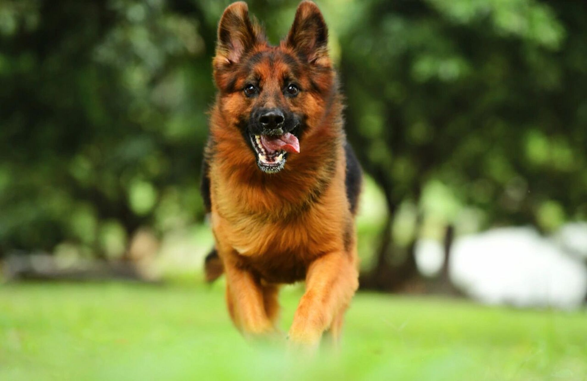 德国牧羊犬～奔跑系列(一)