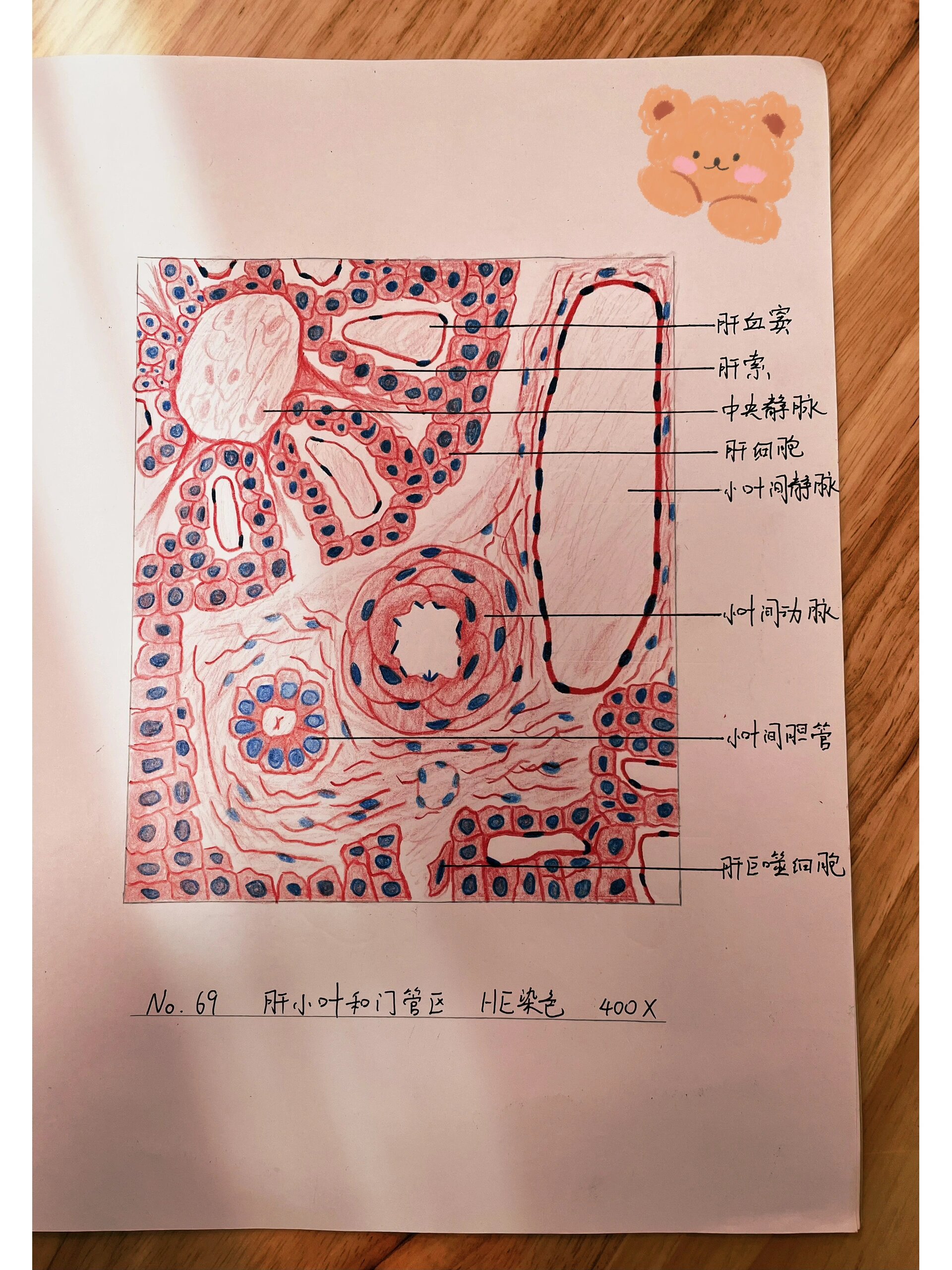 组胚绘图——肝小叶和门管区