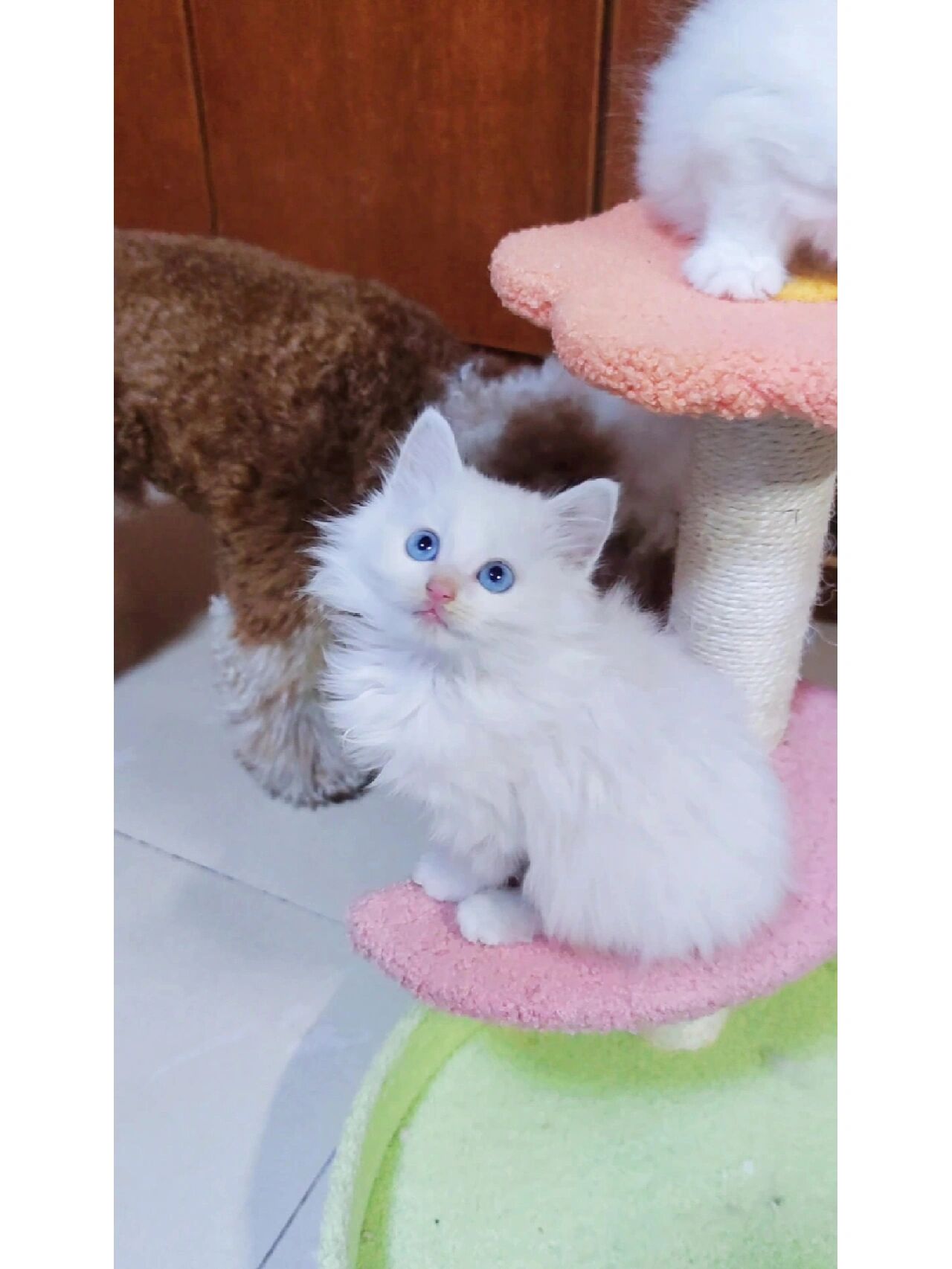 狮子猫——花色/价格讲解 本人主卖狮子猫,也差不多有五年的时间啦