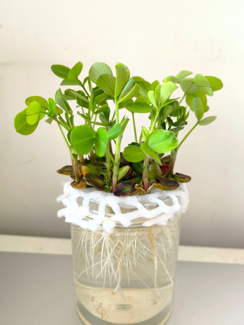 水培花生 | 不花一分90有手就会6015教程 92水培花生小森林