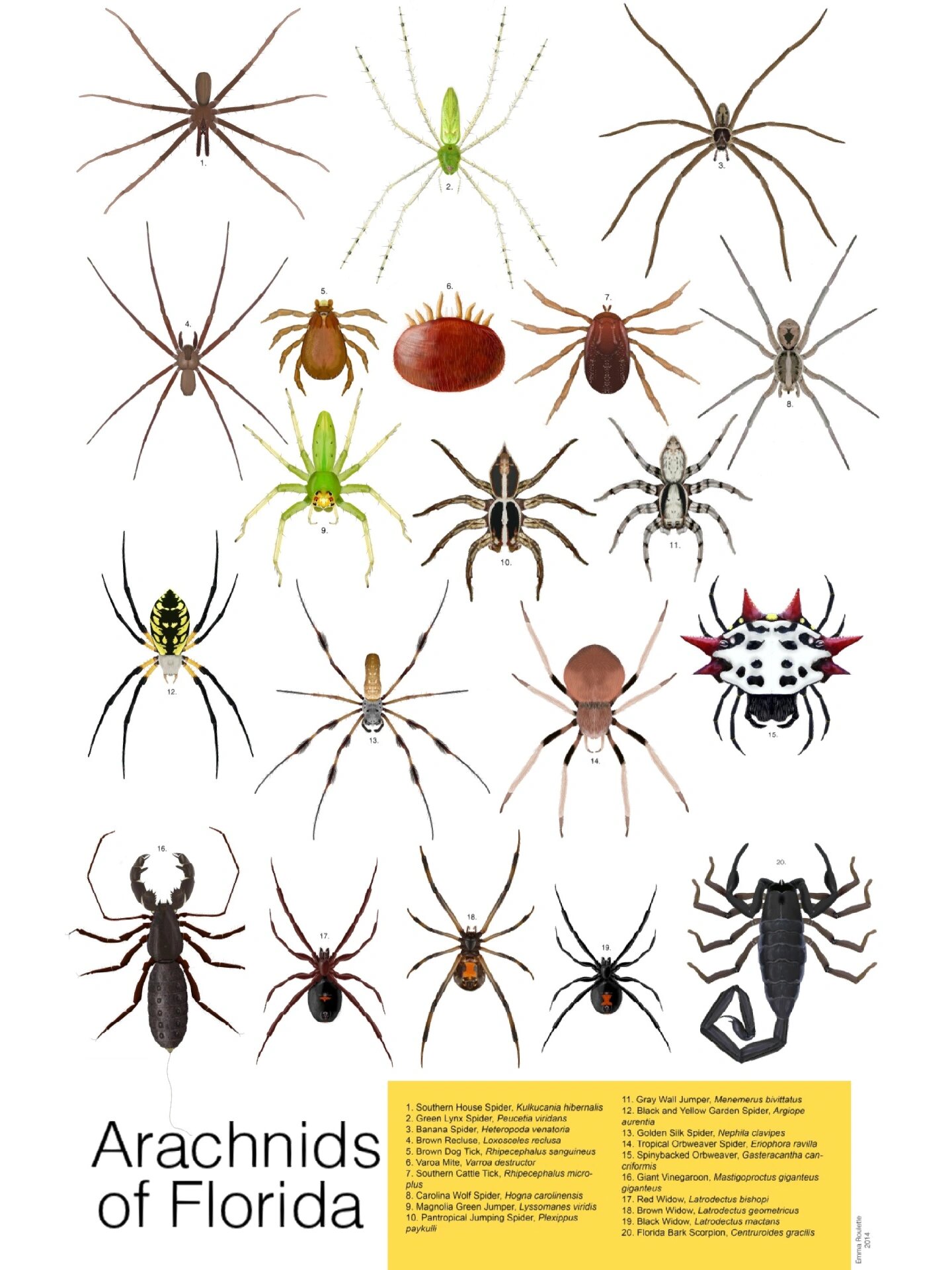 9915蜘蛛种类图鉴收集 世界蜘蛛类大集合