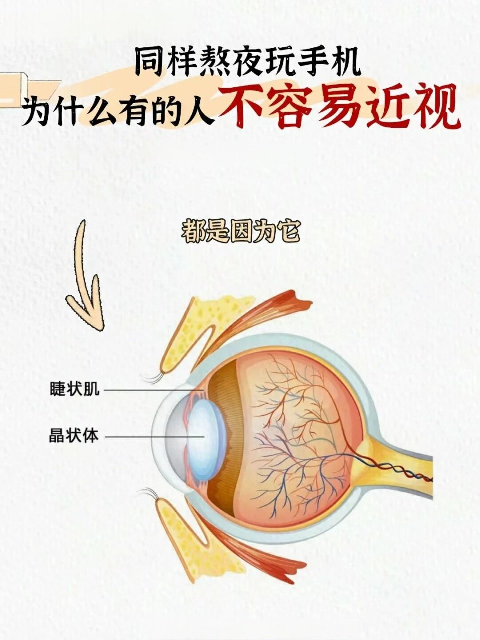 ✅我们的睫状肌是位于眼晴内部呈圆环状的平滑肌(由