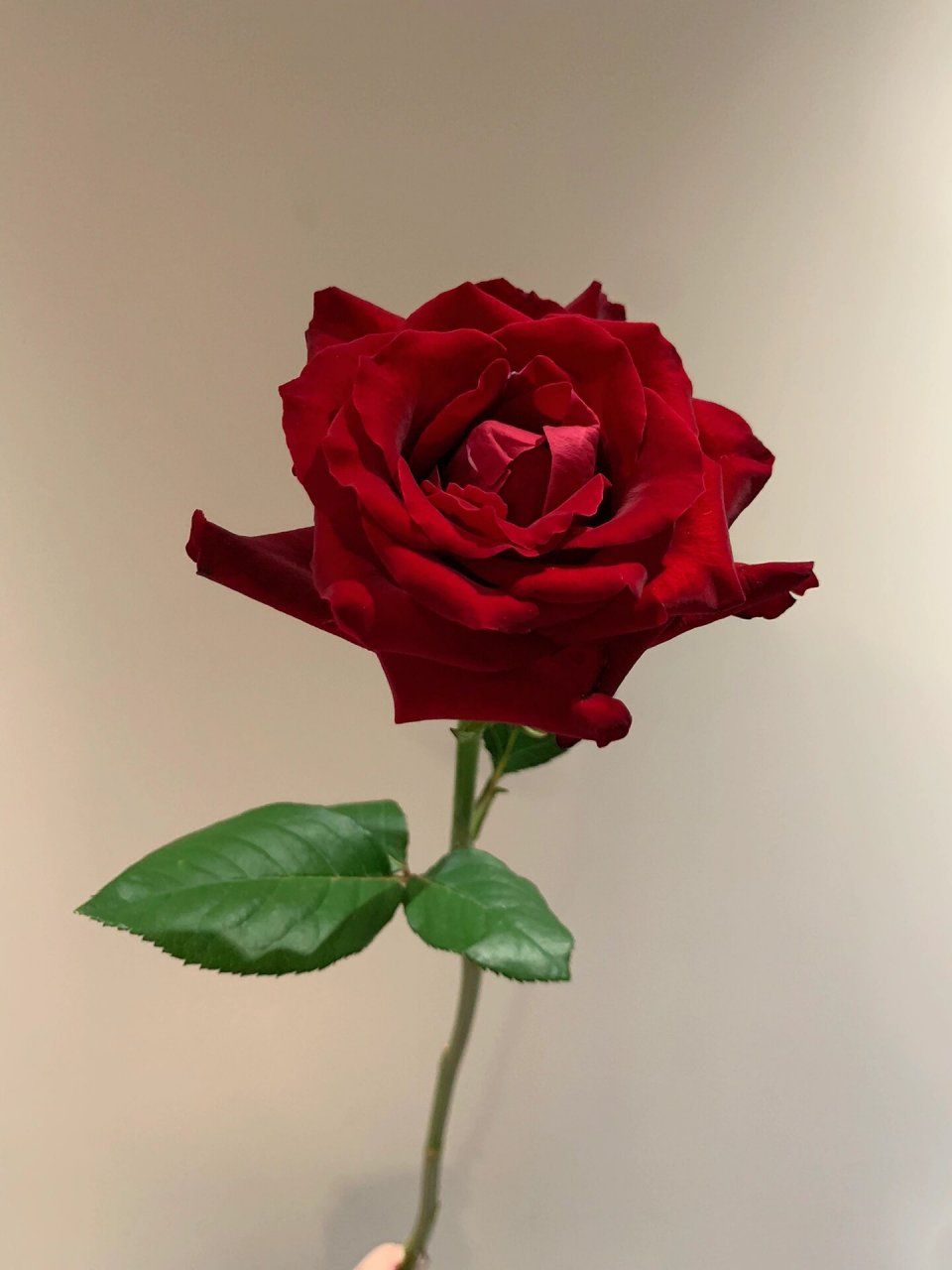 传奇|复古丝绒感玫瑰 经典红玫瑰系列之传奇 非常优秀的90cm大长腿,用