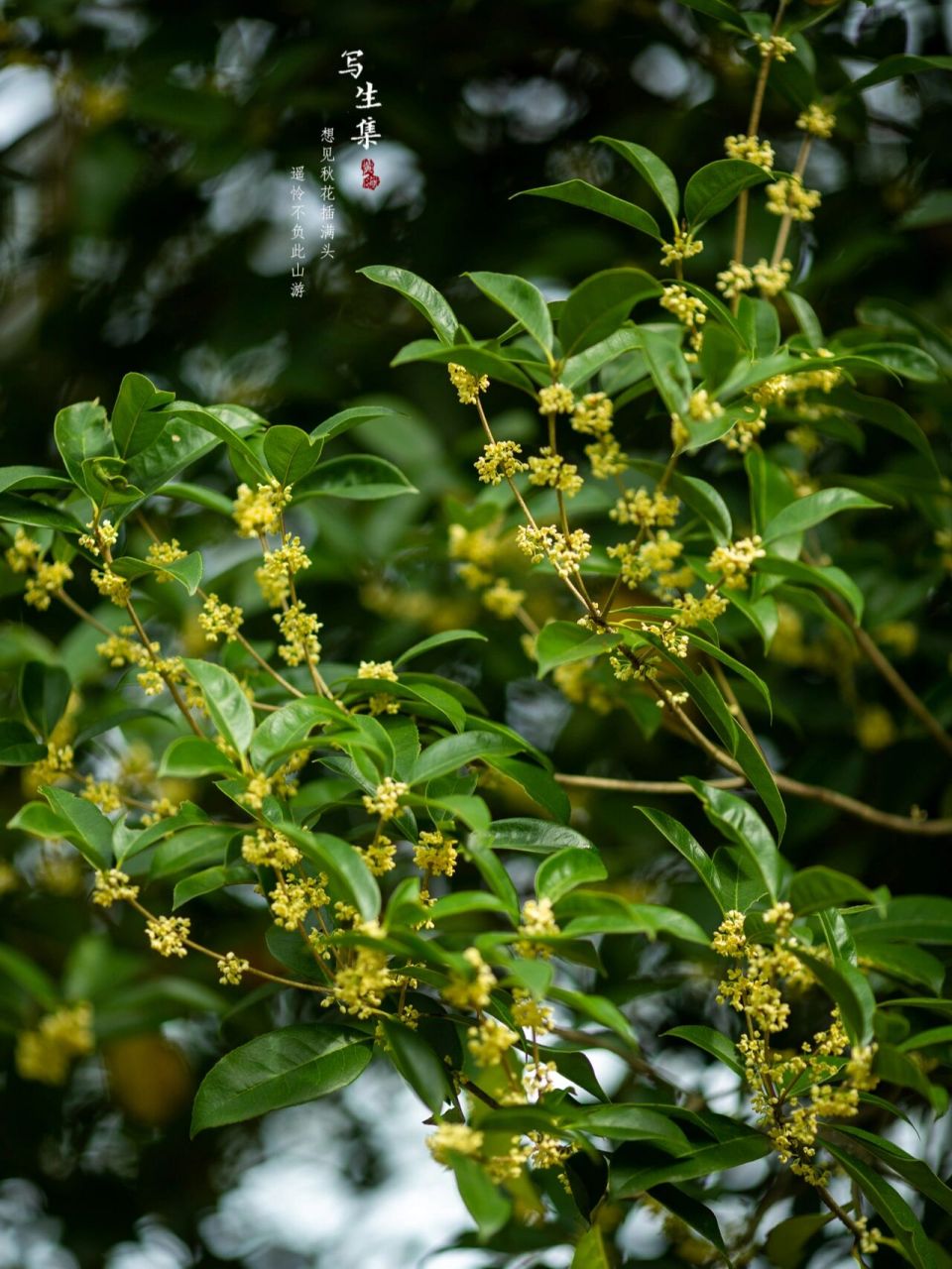 loureiro) 别名:桂花,木樨,岩桂,九里香.