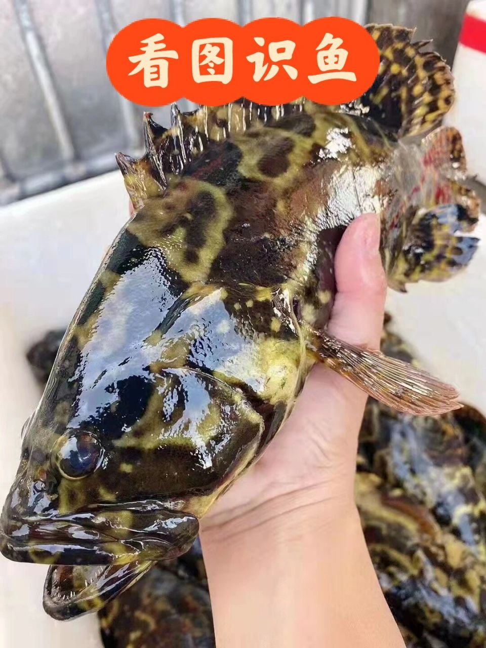 看图识95,9615知道的请举手 【95珍珠龙趸石斑鱼95】93